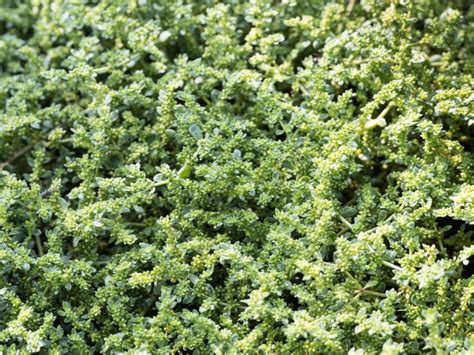Growing Green Carpet Lawns Using Herniaria Ground Cover As Lawn