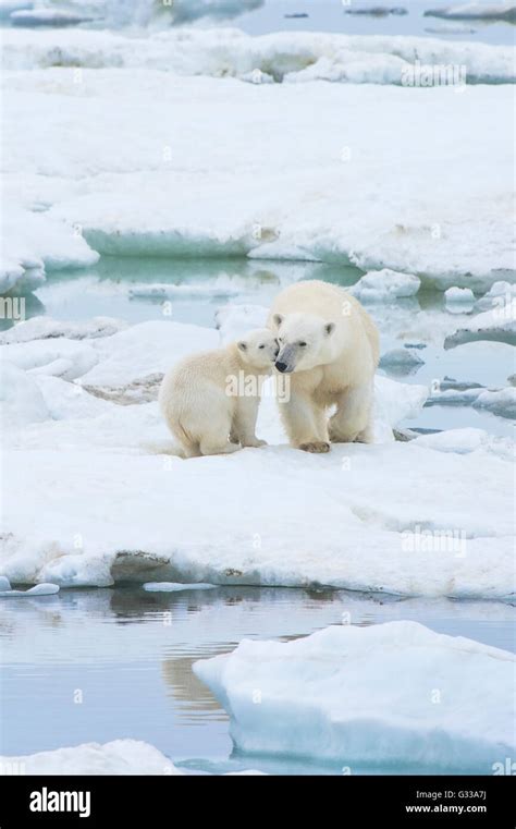 Mother Polar Bear With One Cub Ursus Maritimus Wrangel Island