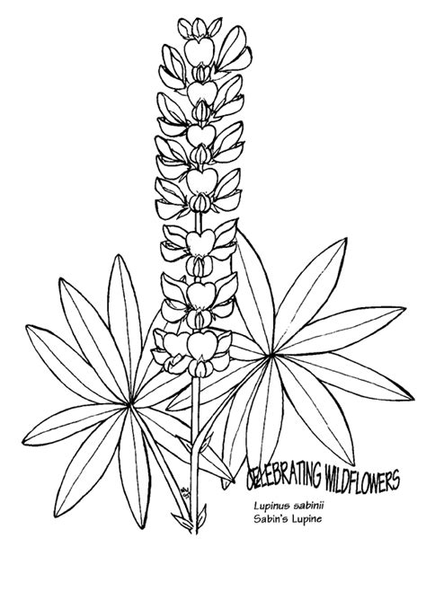 A letterpress printed card with an illustration of lupine, a wildflower loved for it's tall spiky blue blooms. The best free Lupine drawing images. Download from 44 free ...