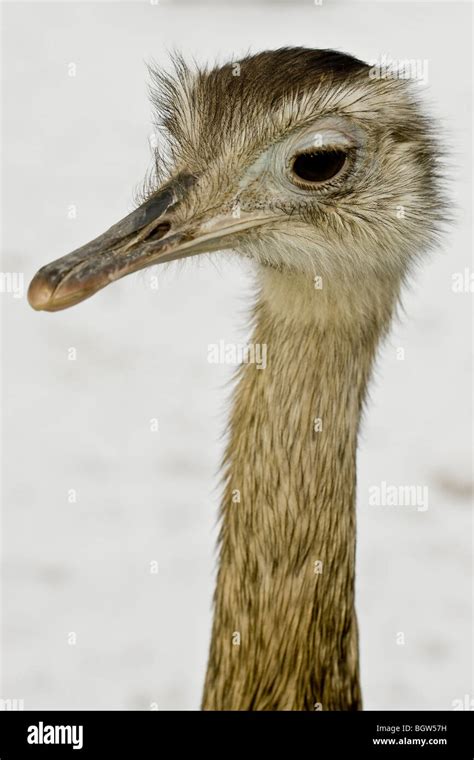 Rhea Flightless Bird Stock Photo Alamy