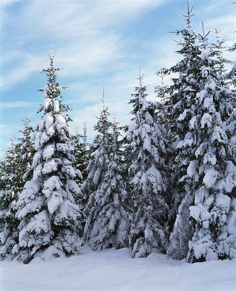 Snow Covered Spruce Trees Stock Image E1270340 Science Photo Library