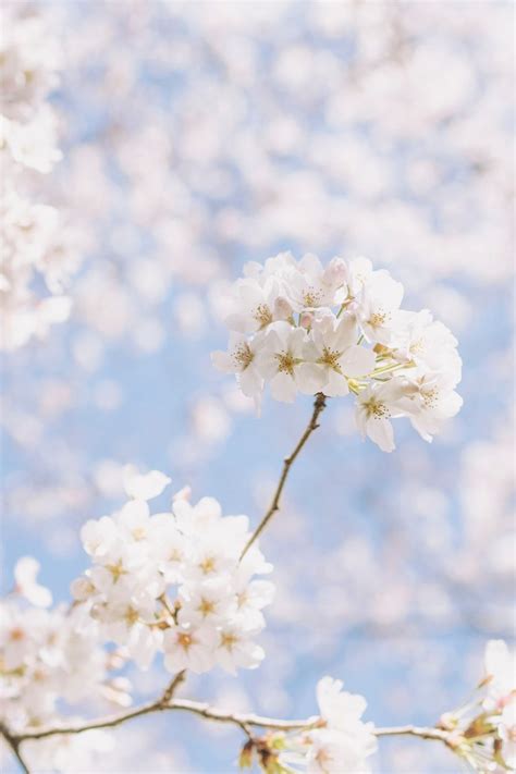 15 Outstanding Spring Wallpaper Aesthetic Iphone You Can Save It