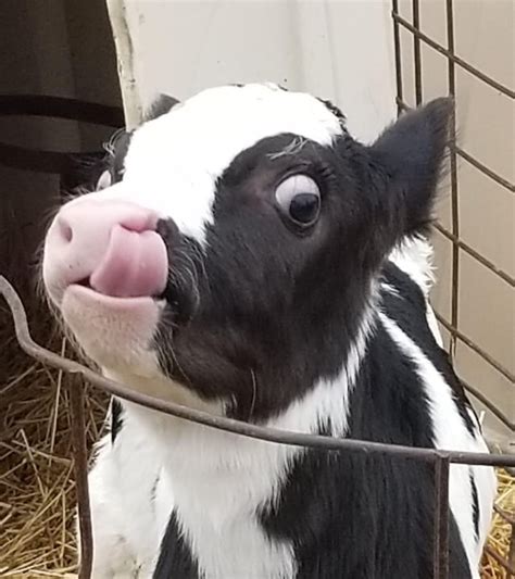 Baby Cows Are Funny Like Baby Humans Rcows