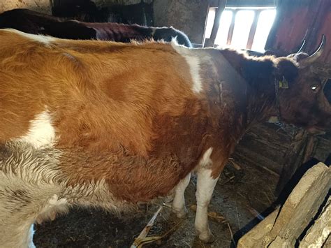 Vaca De Vânzare Falticeni • Olxro