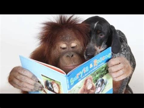 43+ Gambar Monyet Dan Anjing Lucu, Penting!