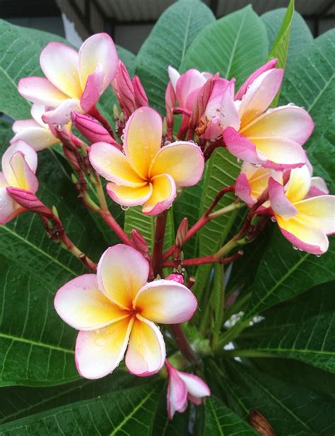 Plant Guide Frangipanis Homes To Love