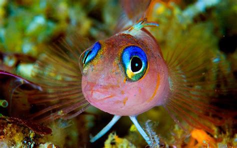 Blue Eyes Triplefin Notoclinops Caeruleopunctatus Tropical Fish