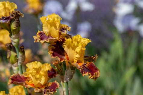 Iris Flowers Plant Care And Growing Guide