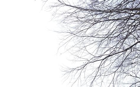Photography Twigs Tree Branch Twig High Quality Wallpaper ~ Photography