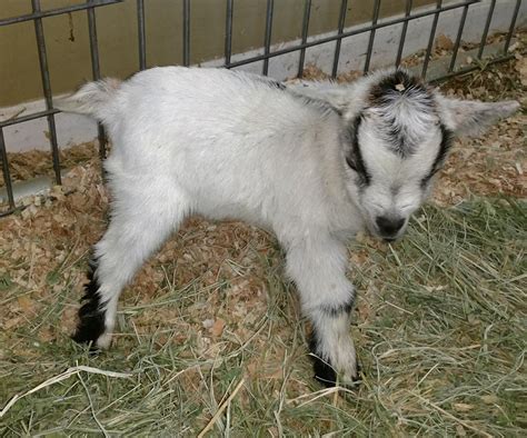 Captain Marvel Goats For Sale Pygmy Goat Goats