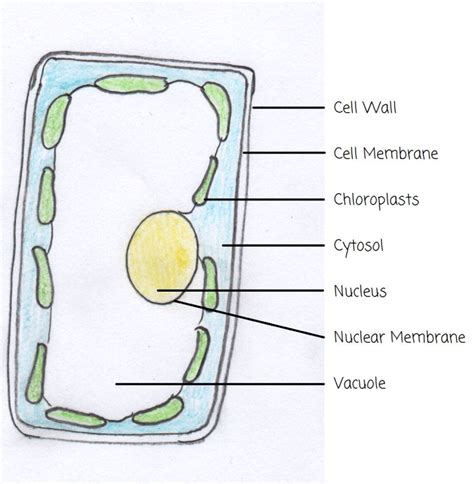 What is a plant cell. Garden Tool Set: S173 Plants and People - Notes from Study ...