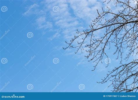 Leafless Tree Branches Against The Blue Sky Stock Image Image Of Blue