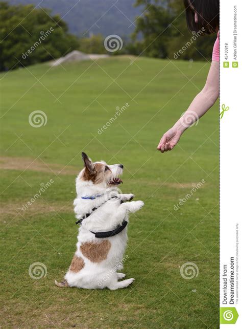 Cute Dog Begging Treat Stock Photo Image 45430818