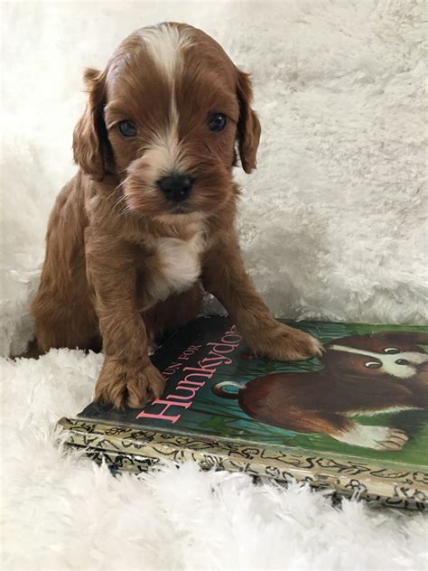 Cavapoo puppies are so cute with there little button noses and teddy bear looks. Cavapoo Puppies For Sale | Plain City, OH #301865