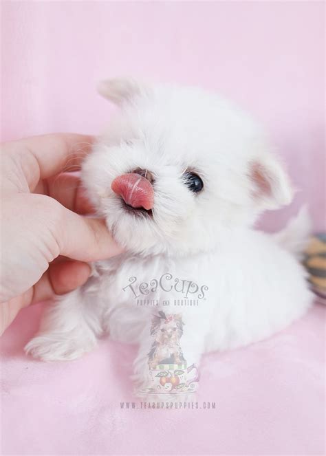 The cost and prices of the teacup puppy usually vary depending upon its origin and age. Micro Teacup Maltese #037 For Sale (con imágenes) | Maltes ...
