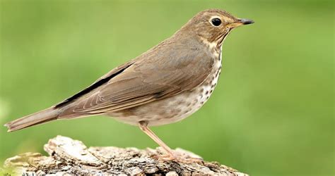 Swainsons Thrush Life History All About Birds Cornell Lab Of Ornithology