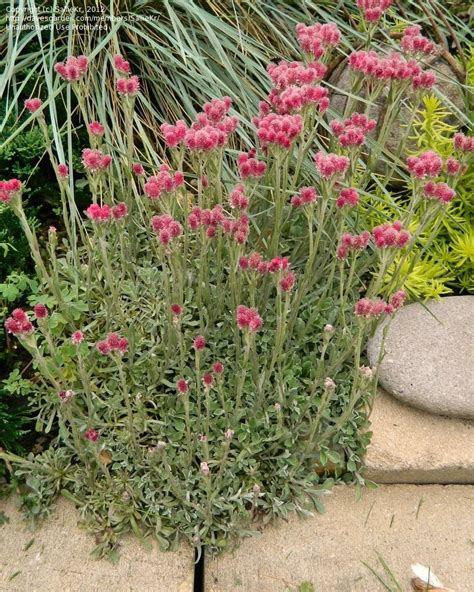 Antennaria Dioica Rubra Do Plants Ground Cover Perennial Plants