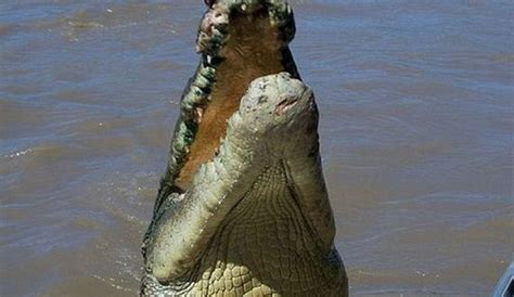 Meet Brutus The Giant Croc Barnorama