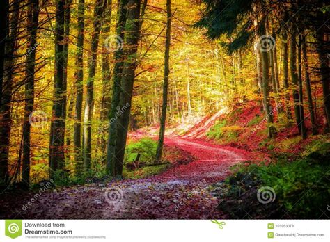 Path In The Colorful Autumn Forest Stock Image Image Of Leaf Foliage