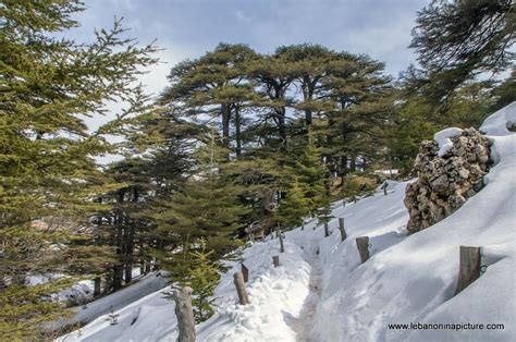 The Cedars Of Lebanon Last Days Of Snow Cedars Of God