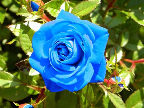 Harga bibit bunga matahari terkini. Paling Populer 10+ Wallpaper Bunga Sakura Biru - Gambar ...