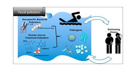 Exposure To Human Associated Chemical Markers Of Fecal Contamination And Self Reported Illness