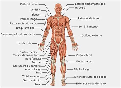 Sistema Muscular Toda Matéria