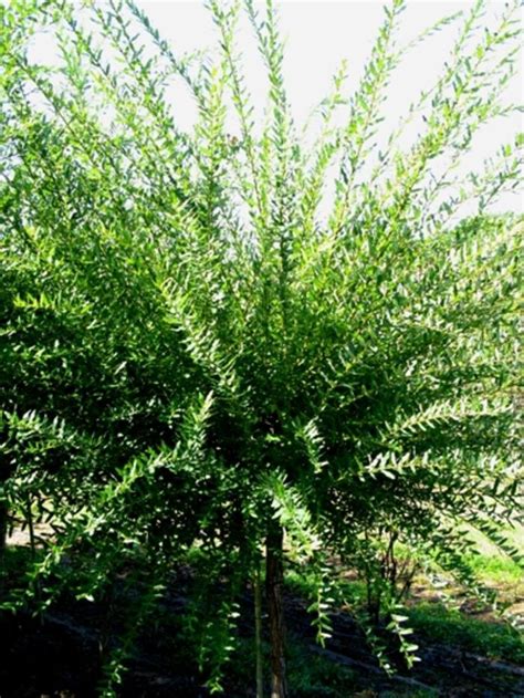 Salix Integra Hakuro Nishiki Dappled Willow From Scotts Garden Centre
