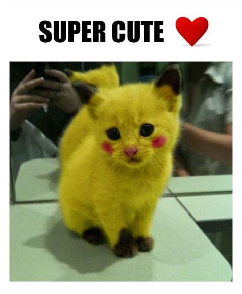 Super Cute Cat Cool Pics