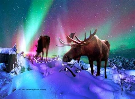 Northern Lights Artwork With Moose Beautiful Alaska Art North To