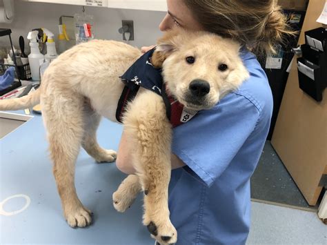 All Creatures Animal Hospital - Pet Care Resources