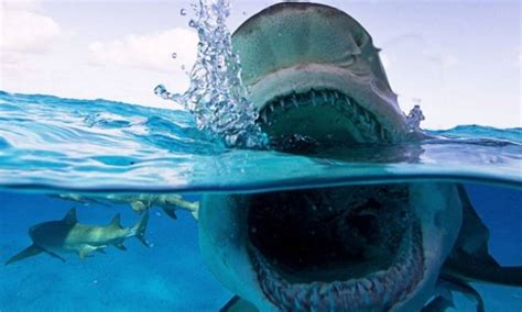 Στον ιντερνετικό κατάλογο της κεφαλονιάς προσπαθούμε να καταγράψουμε την πλήρη παρουσία της κεφαλονιάς. Ψαράδες έπιασαν καρχαρία - «τέρας» στην Κεφαλονιά - Δείτε τη φωτογραφία που σοκάρει - Newsbomb ...