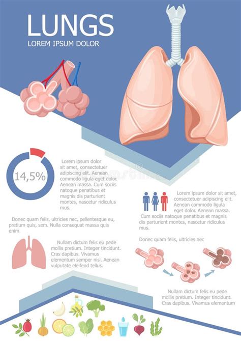 Pneumonie La Structure Anatomique De L Humain Illustration De Vecteur