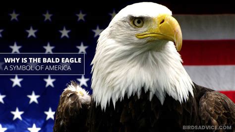 Bald Eagles Symbol Of Strength Sacred Culture Usa Emblem