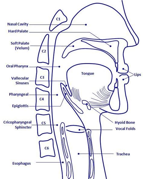 Oropharyngeal Anatomy Medical Slp Things Pinterest