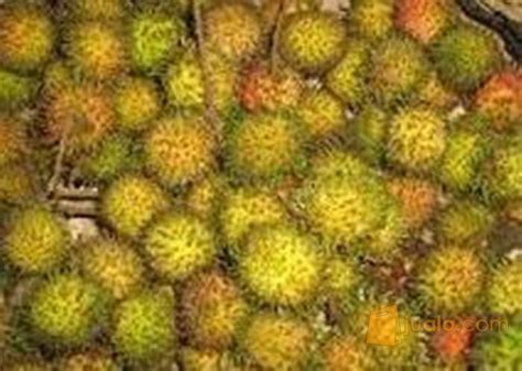Ada berbagai macam bibit jeruk yang dapat anda pasarkan seperti jeruk nipis, jeruk lemon ,jeruk. Bibit Rambutan Rapiah Kualitas Unggul Hasi Buah Melimpah ...