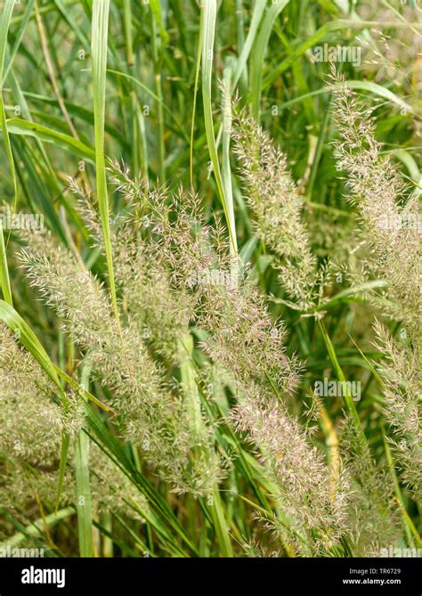 Korean Feather Reed Grass Calamagrostis Brachytricha Stipa