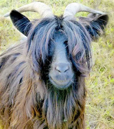 19 Animals With Hilarious Hairstyles And 3 With Ugly Hair