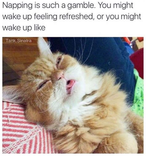 28 Catnip Filled Memes To Satisfy Your Caturday Obsession I Can Has