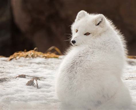 What Are Arctic Foxes Behavioral Adaptations Whtoda