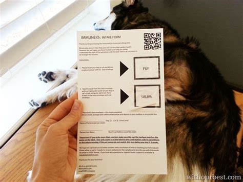 The blood and hair tests have also been proven to be false in testing for food allergies in dogs and cats. How to Test For #petallergies, At-Home Pet Allergy Test ...