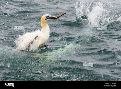 A Northern Gannet Emerges From The Sea With A Fish In Its Beak After