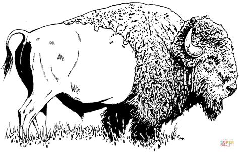 Bison American Buffalo Coloring Page Free Printable Coloring Pages