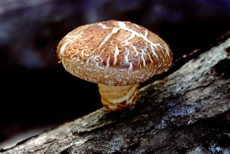 Fileshiitake Mushroom Wikimedia Commons