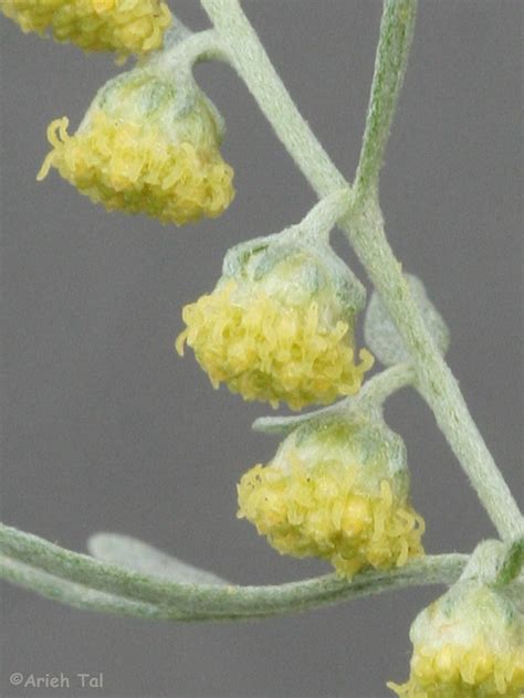 Artemisia Absinthium Oldman Wormwood Go Botany