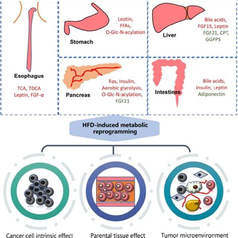 Association Of Intestinal Microbiomes With Gastrointestinal Cancers