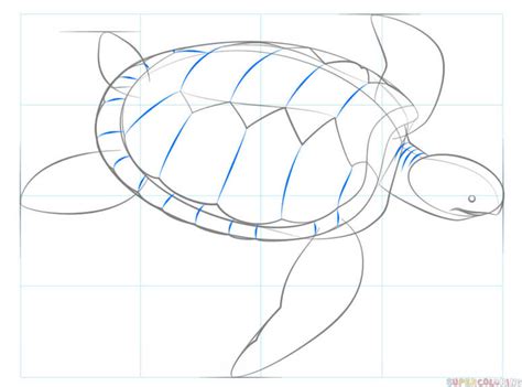 Shipping included in framed published price. How To Draw A Sea Turtle Step By Step
