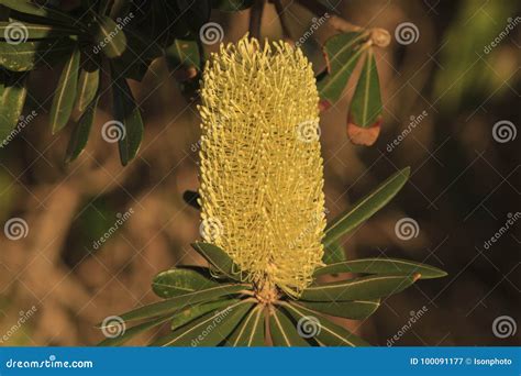 Coastal Banksia Flower Stock Image Image Of Yellow 100091177