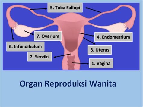Organ Reproduksi Wanita Beserta Fungsinya Ifabrix Hot Sex Picture