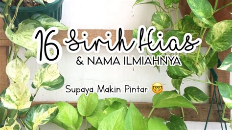 Berbagai jenis tas wanita biasa juga disebut dengan tas tangan atau handbag. 16 Jenis Sirih Gading | Sirih Hias & Nama Ilmiahnya - YouTube